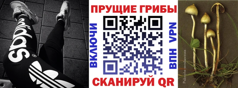 где купить наркоту  Осташков  Галлюциногенные грибы Psilocybine cubensis 