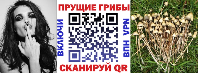Галлюциногенные грибы ЛСД Осташков